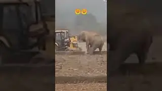 elephant vs excavator #shorts #animals