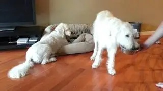 2013-07-01 14:18 Teddy and Sunny tired after play