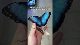 Ppl think I sell butterflies… then they see what I ACTUALLY make😭🦋 