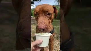 These street dogs have a tough life