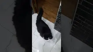 Боня  Боня , хозяин дома и двора
