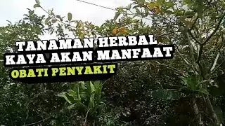 Tanaman Herbal Kaya Akan Manfaat menyembuhkan Penyakit