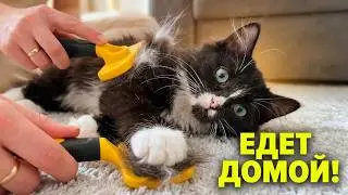 Как мы готовили котенка «Подгузника» к большому событию / SANI vlog