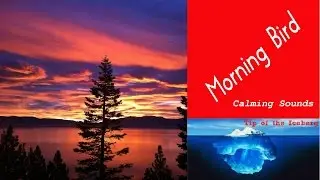 Morning Bird Sounds - ASMR - Relaxing 15 Minutes