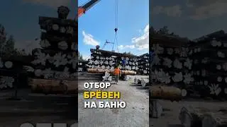 ОТБОР ОГРОМНЫХ И ДОРОГИХ БРЕВЕН!