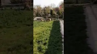 Нападение львов. Крым. Тайган. 3 мая 2021.