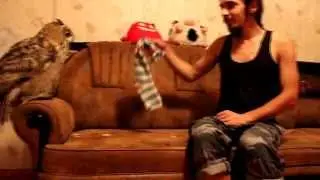 Сальвадор играет с филином Кузей носком, Надя резвится