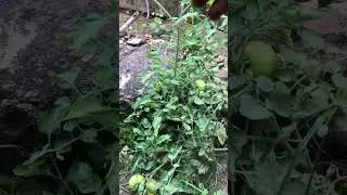 How to Fertilizer for Tomatoes