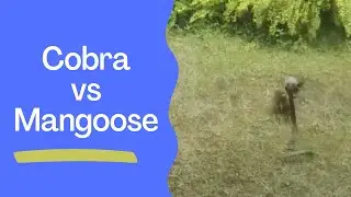 Cobra and Mongoose 3 | Fight | Cobra Mongoose Fight