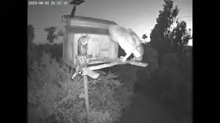 ##OwletCharli Jumps on the Roof.  Owl Box OSC - 6/2/23 - 8:33 pm