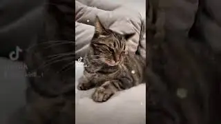#рыська