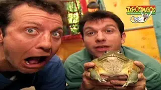 🐒 Zoboomafoo with the Kratt Brothers! SLIMY BUDDIES | HD | Full Episode