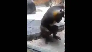 Макака Дрочит
