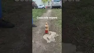 coca cola espera