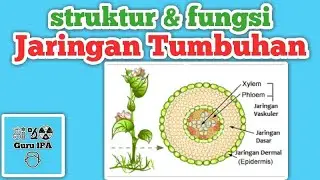 Struktur dan Fungsi Jaringan Pada Tumbuhan