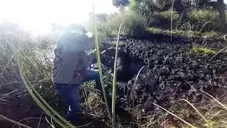 Florida hog hunt spear kill (GoPro Studio edit)