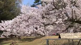 2019年4月8日 奈良 桜 Sakura in Nara, Japan
