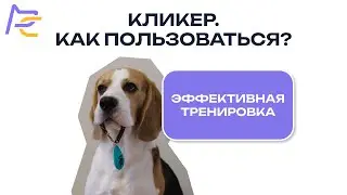 Кликер. Как пользоваться? Эффективная тренировка