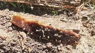 TRANSFER OF APIS FROM THE ROTTEN STUMPS TO THE CAPTURE CENTER | BREEDING BEES!