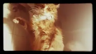 Приколы с котами 24 февраля 2016 г.