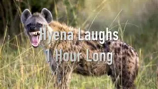1 Hour Of Hyenas Laughing! | Annoying Sounds