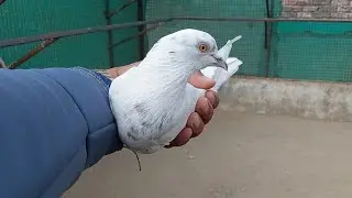 400/Allover !! सुपर टॉप क्वालिटी के ब्रीडर रिजल्ट !! 7494900384 Pihu Pigeons !! Delhi Sangrur Mansa