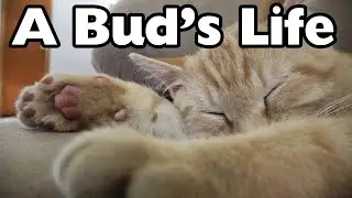 A Bud's Life