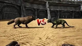 Sabertooth lvl 100 VS Direwolf lvl 100 | ARK survival EVOLVED 2020