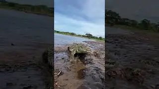 Crocodile running