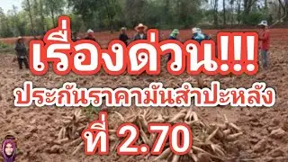 นับถอยหลังมันฯระส่ำทั้งระบบแน่!มันฯก็จะไม่มีขายคนอยากได้ก็จะไม่มีมันฯซื้อ  #ตอง8#มันสำปะหลัง