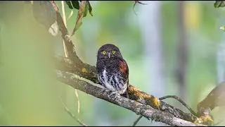 Chestnut Backed Owlet (Endemic Owl in Sri Lanka)