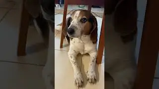 Джекович не любит внимания. Порыкивает.