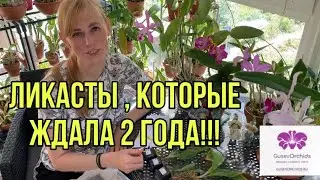 Ликасты которые ждала 2 года!!!
