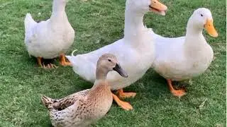 Duck pack 51 || Duck Pack 51 Blogspot || Duck pack 51 video