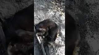 коты уже ждут холода