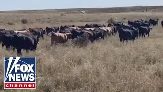 US farmers warn 'sustainability' and inflation are shrinking beef supply