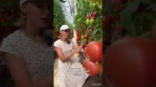 Транспортабельный розовоплодный гибрид - томат Розовый фрегат🍅кистевой и мега-урожайный!