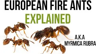 Do you really know European fire ants