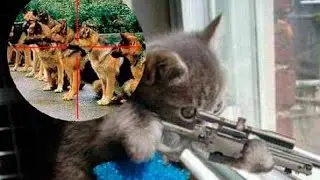 Funniest cats and dogs Compilation - Try not to laugh 😂 - Amazing petsTV