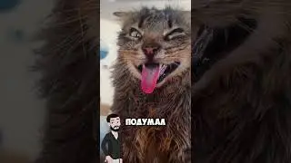 What is cat grass? 