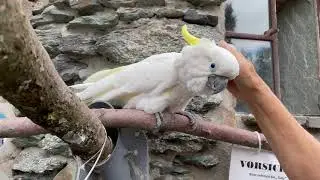 Vogelburg Weilrod im Taunus