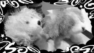 "Hey Brother" Webkinz music video