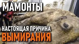 The real reason for the extinction of mammoths (my version)