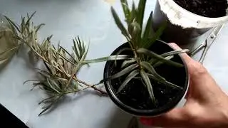 Sea buckthorn cuttings experiment part 1