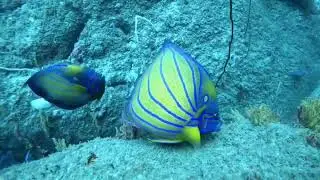 Шри Ланка подводный мир