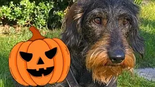 Dachshund Teddy has a spooky visitor 😂