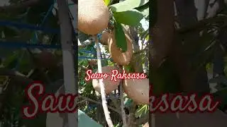 SAWO RAKSASA,  SAWO AMERIKA.... 