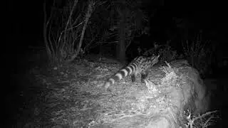 GINETA macho marcando territorio - con HAPIMP PH770-8D