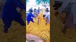 Harvesting dates: a bountiful date palm harvest
