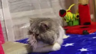 Питомник персов и экзотов Ket Murket http://ketmurketbaffi.jimdo.com/